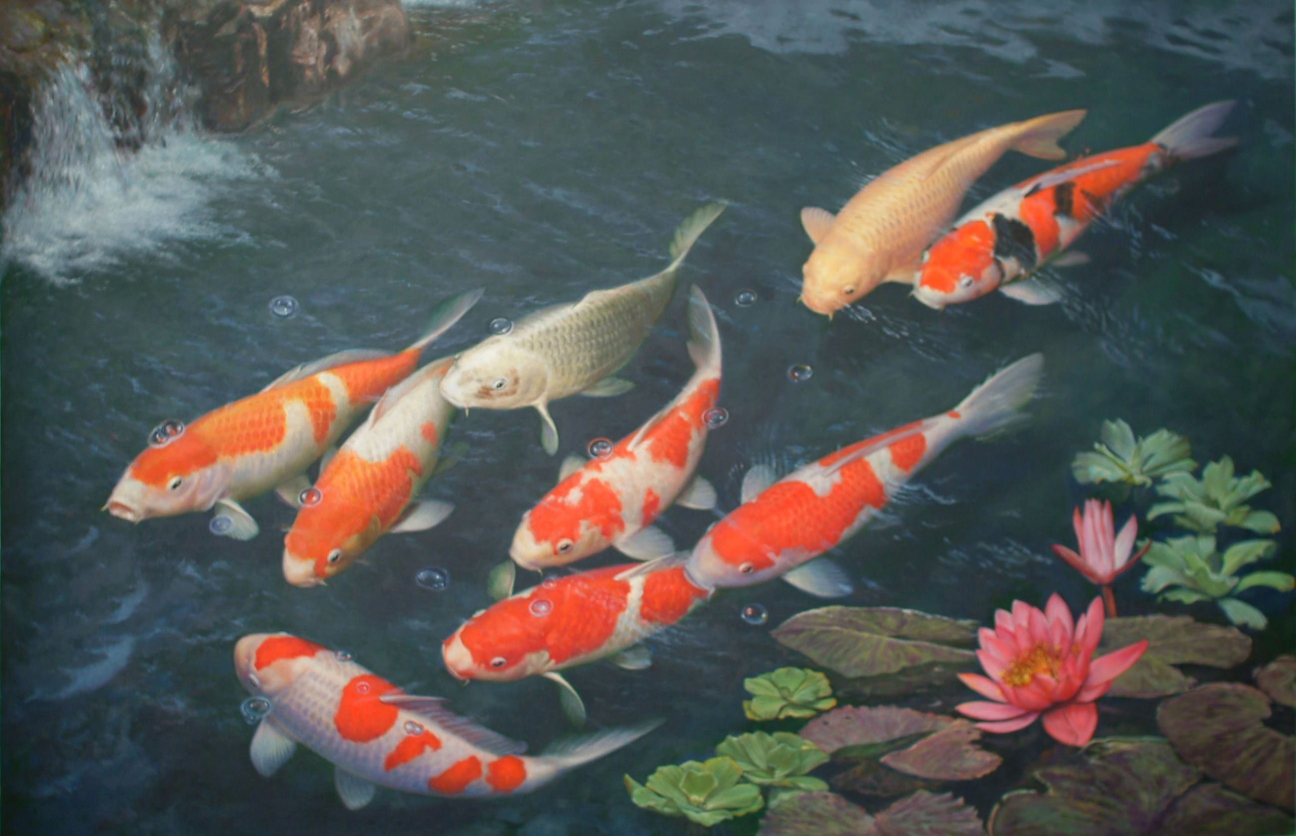 Koi Pond Background