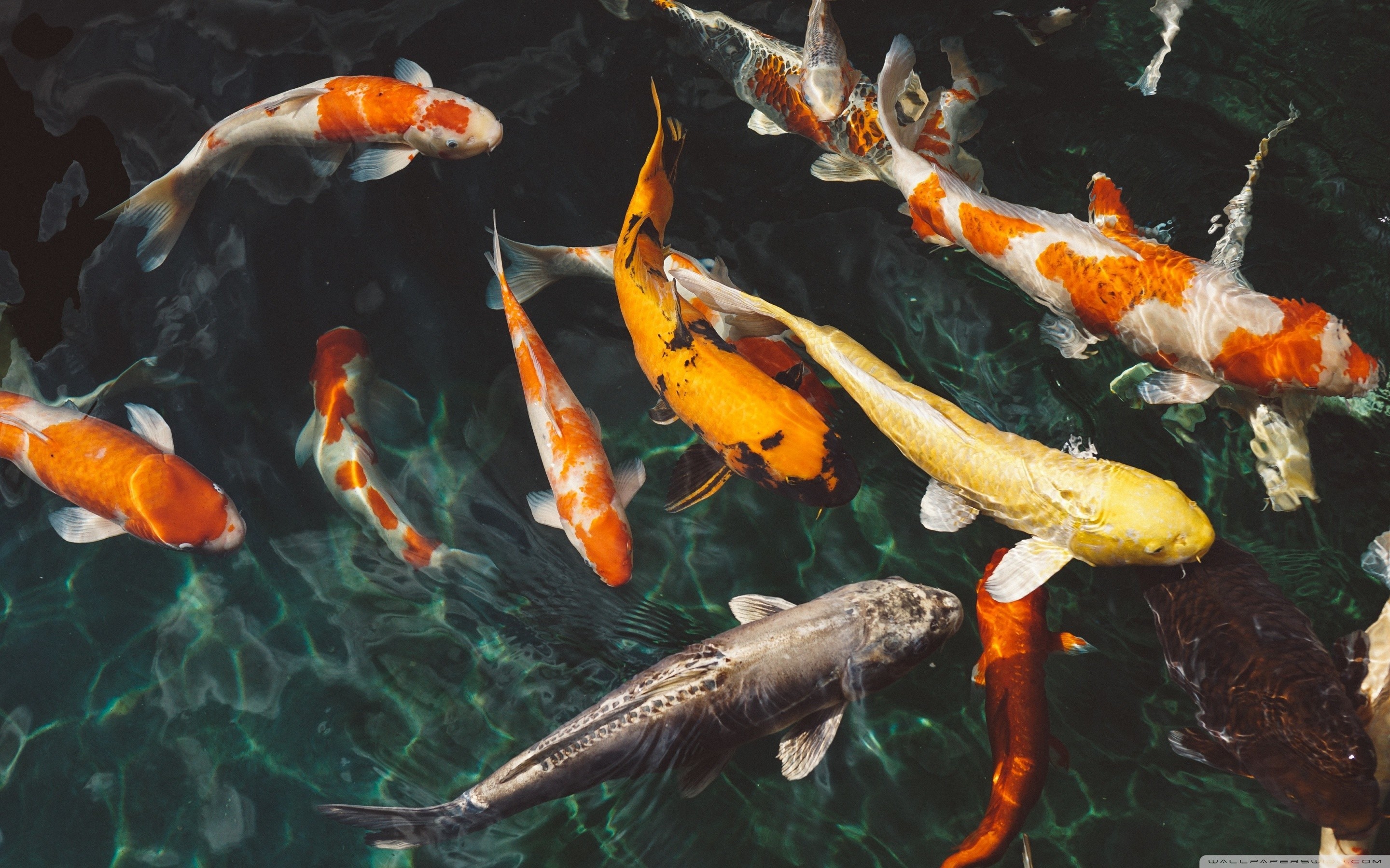 Koi Pond Background