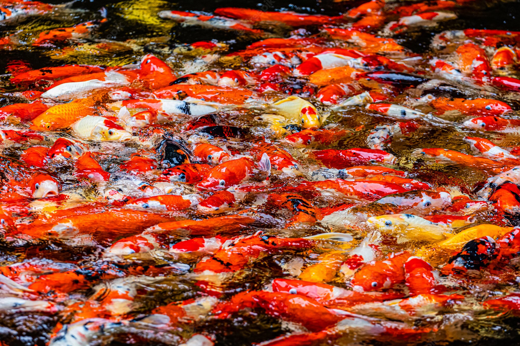 Koi Pond Background