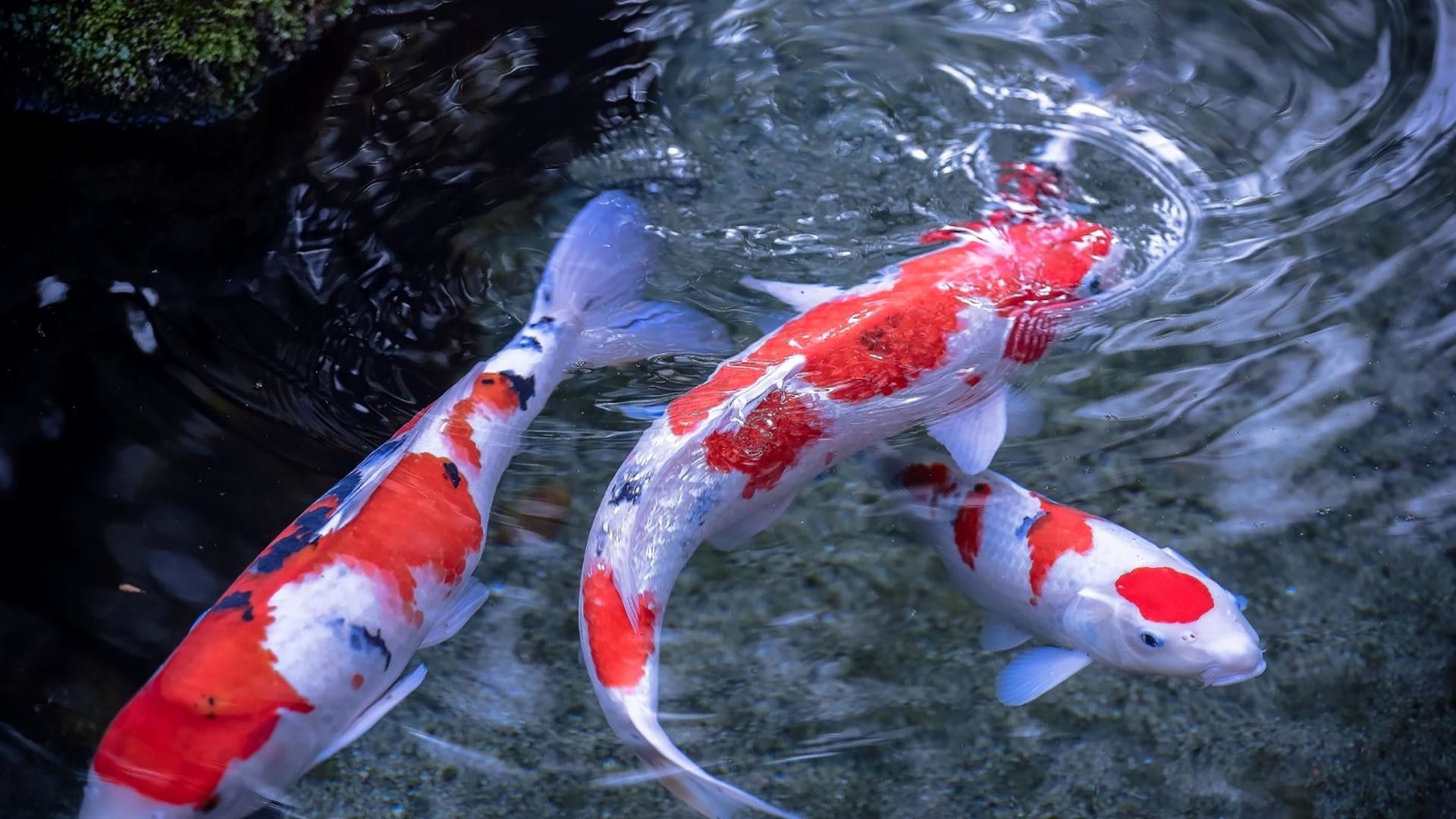 Koi Pond Background