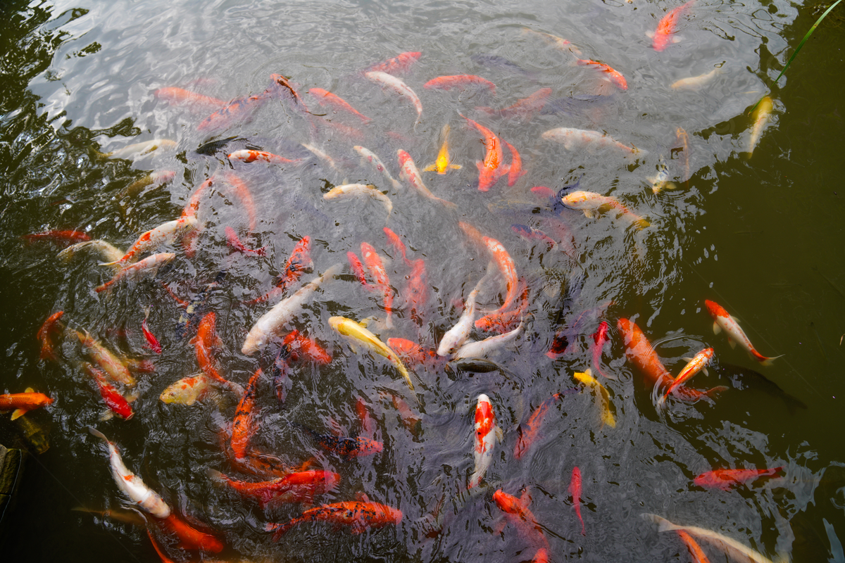 Koi Pond Background