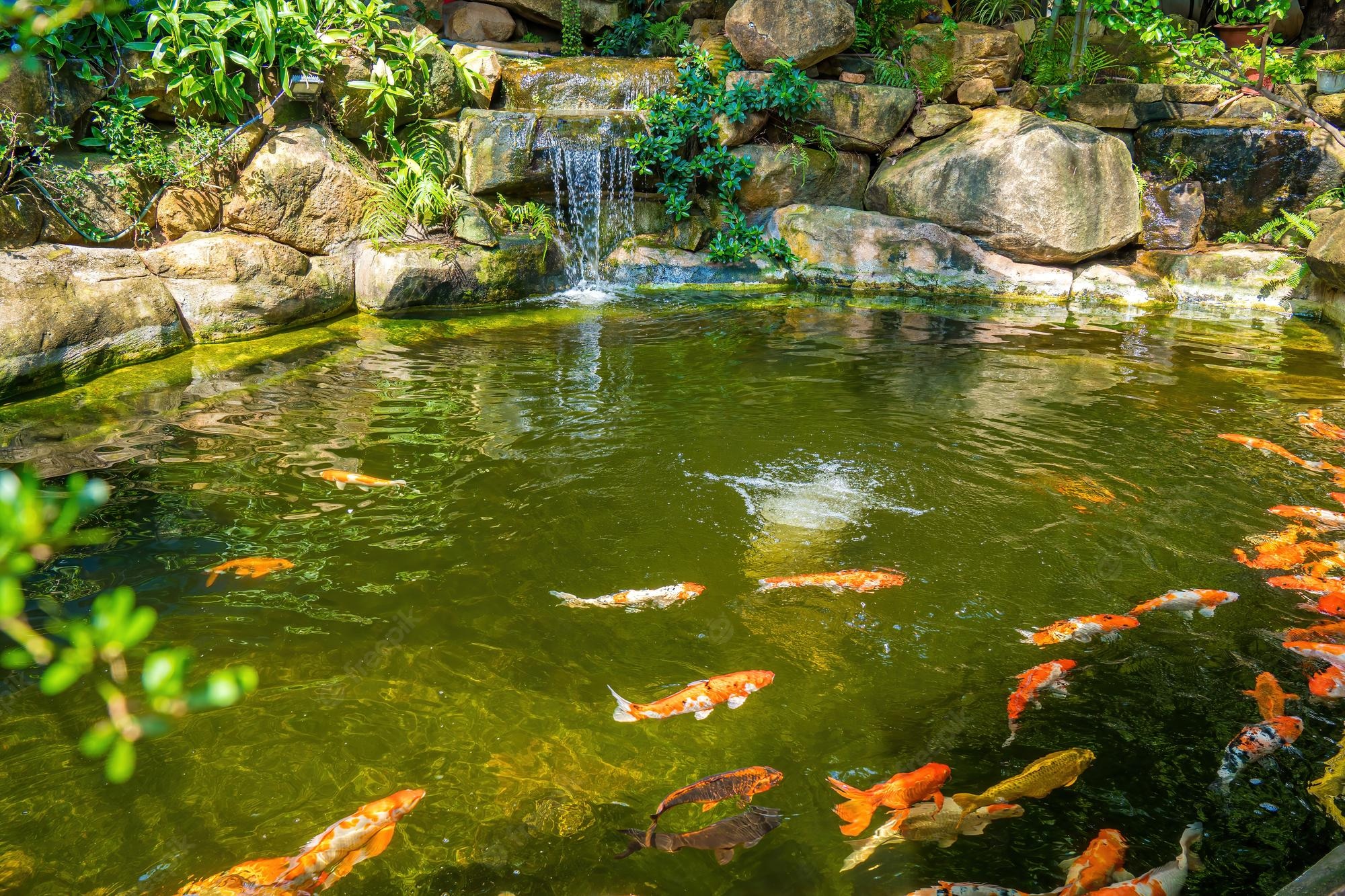 Koi Pond Background