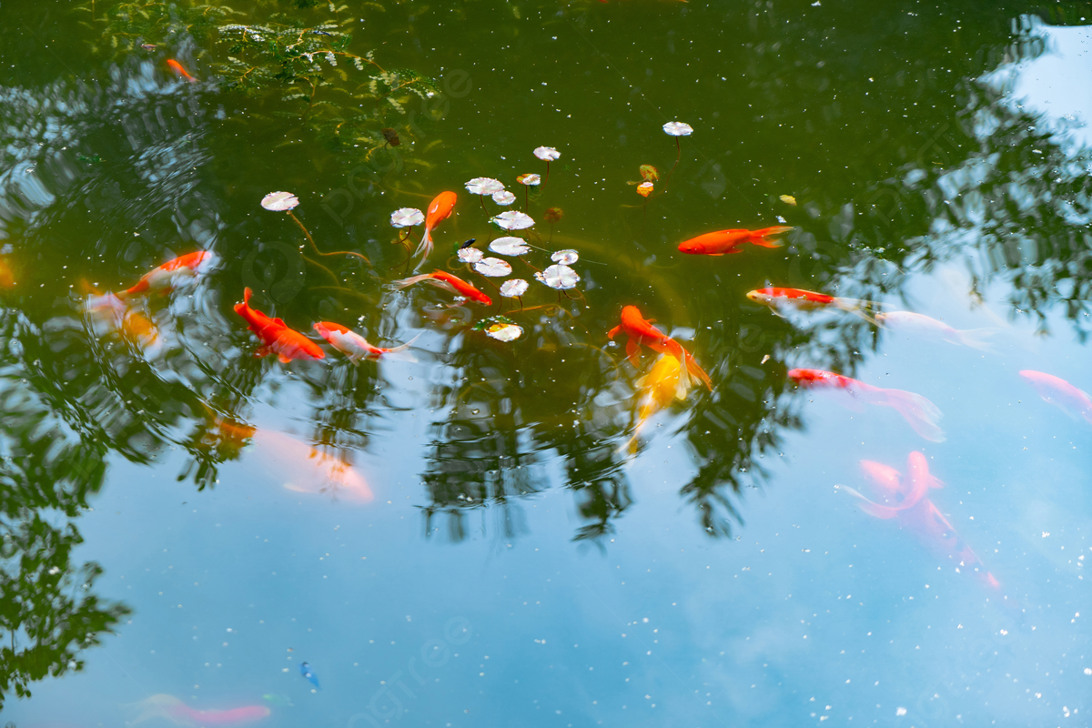 Koi Pond Background