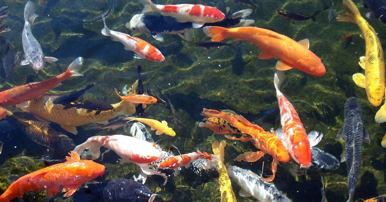 Koi Pond Background