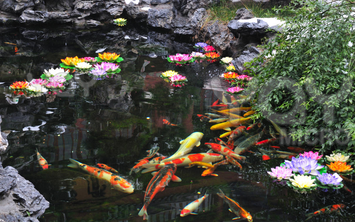 Koi Pond Background