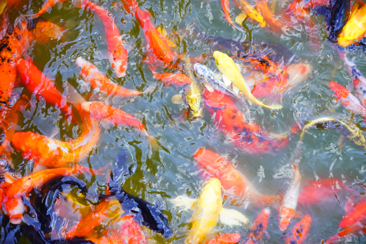 Koi Pond Background