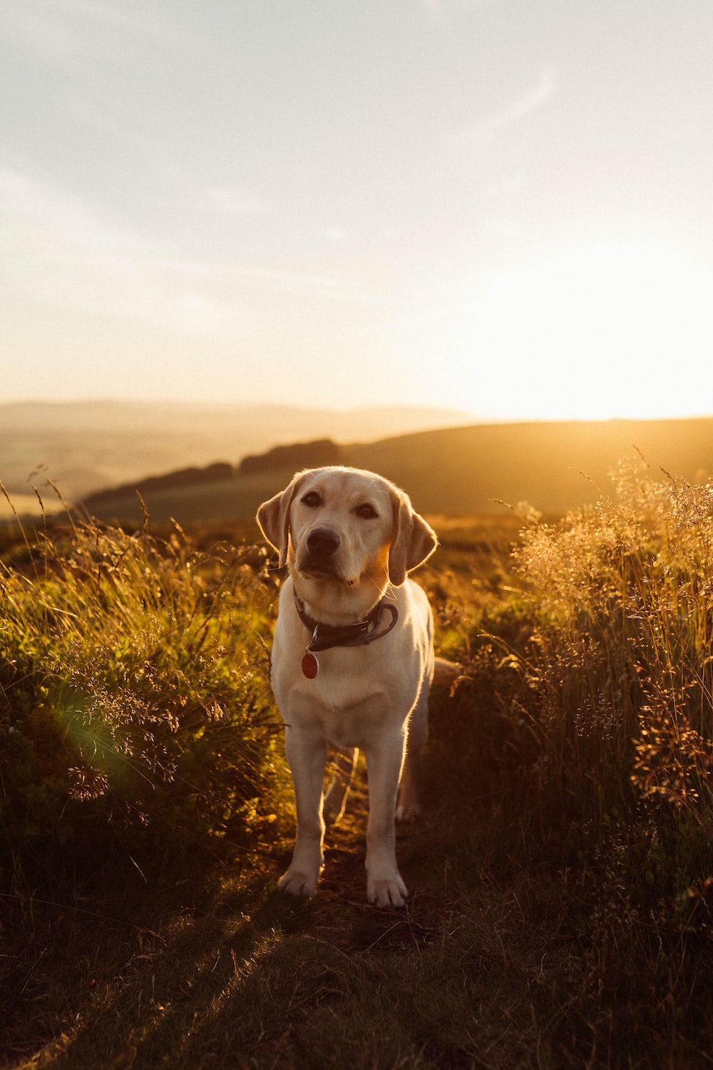 Labrador Backgrounds