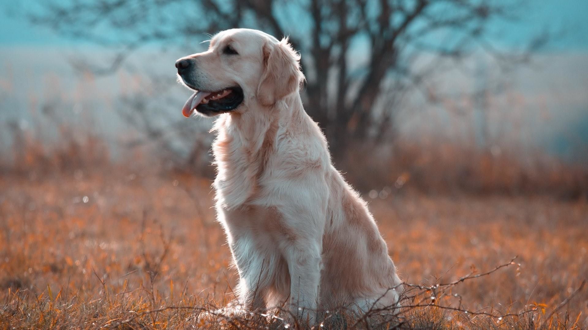 Labrador Backgrounds