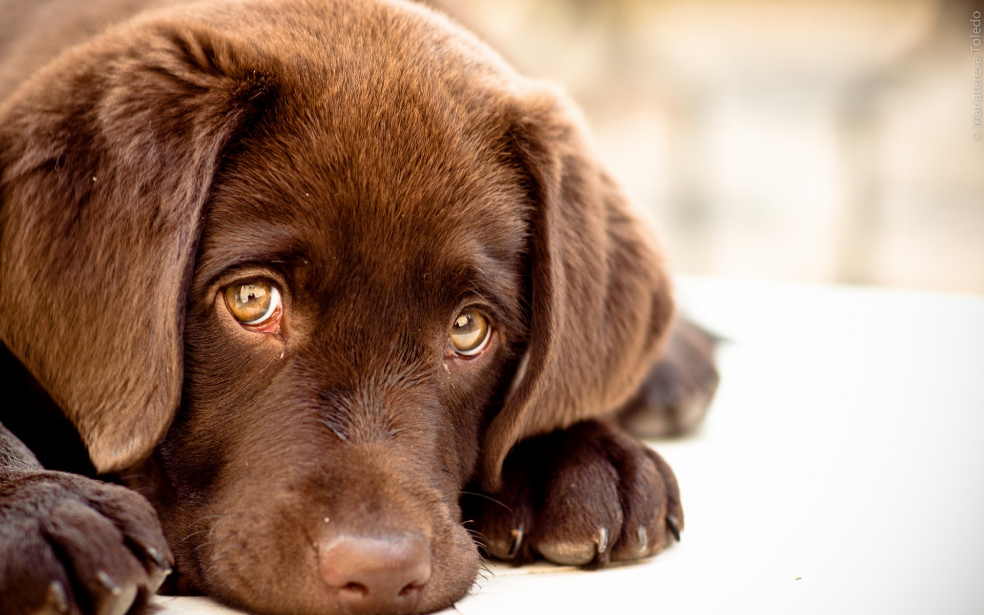 Labrador Backgrounds