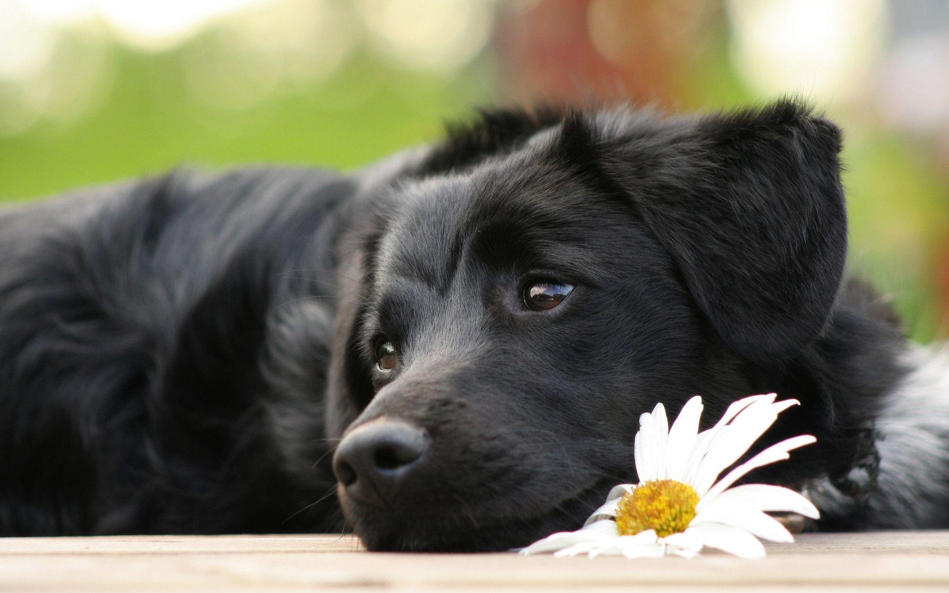 Labrador Backgrounds