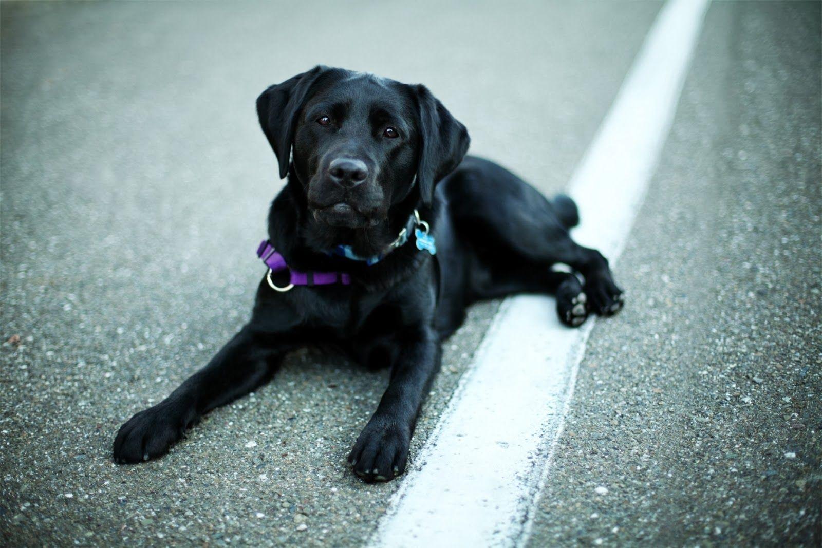 Labrador Backgrounds