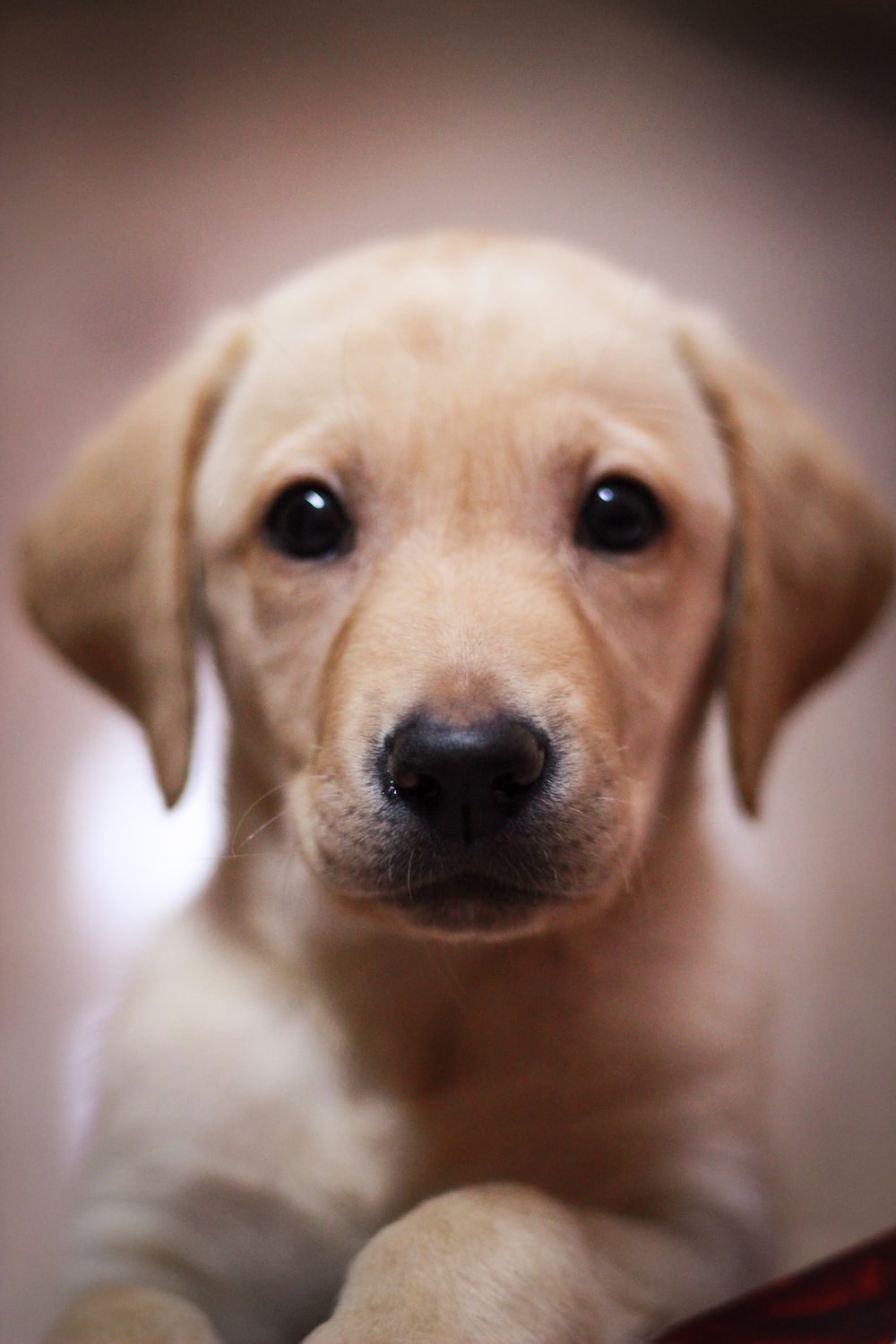 Labrador Backgrounds