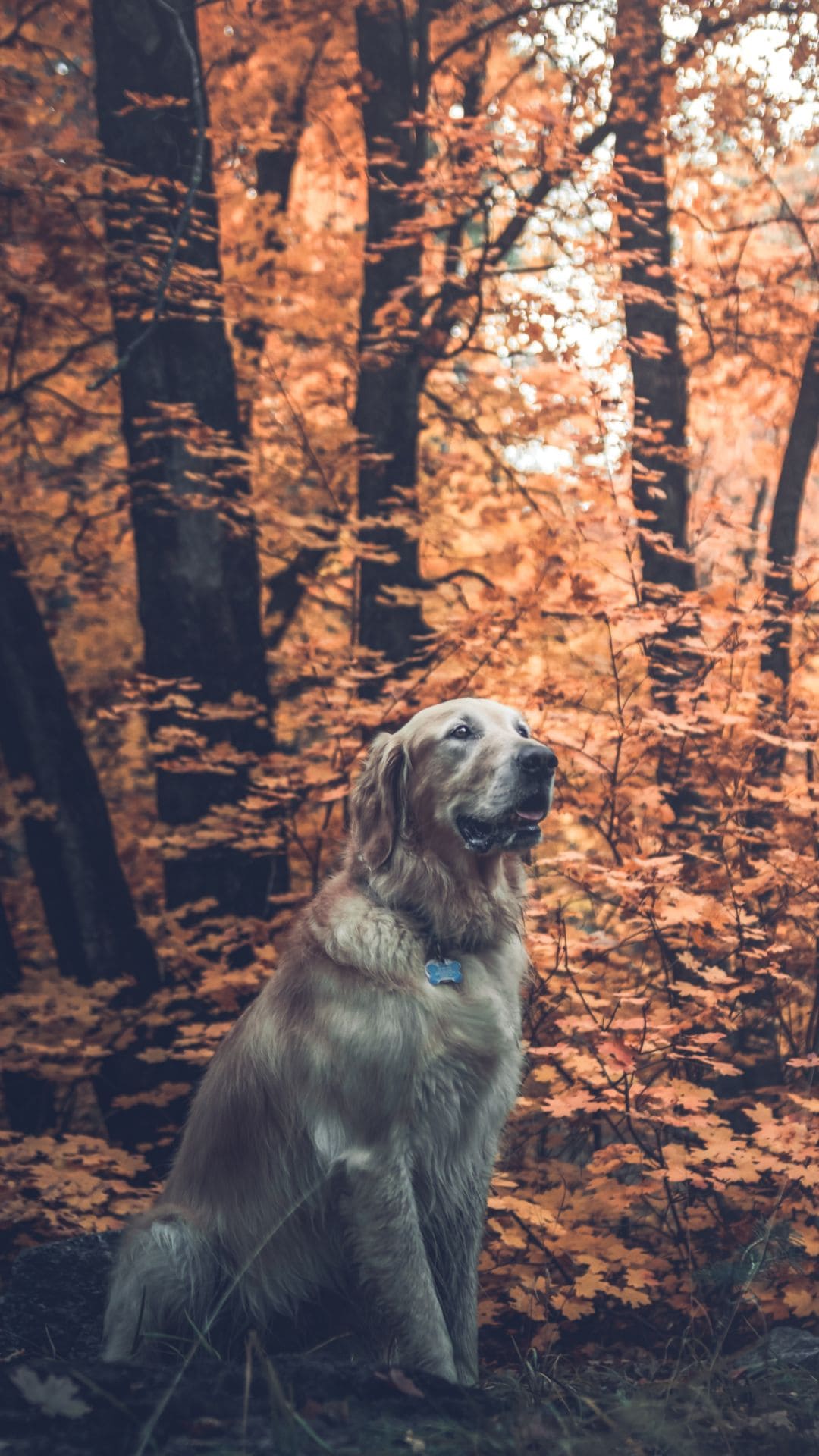 Labrador Backgrounds