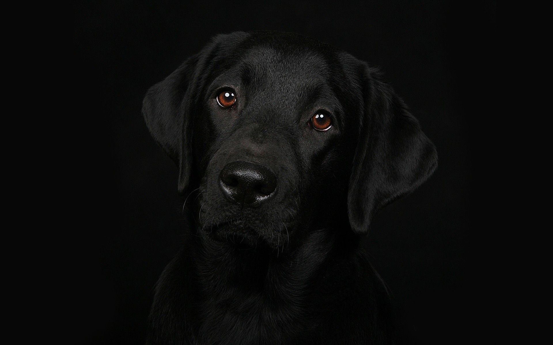 Labrador Backgrounds