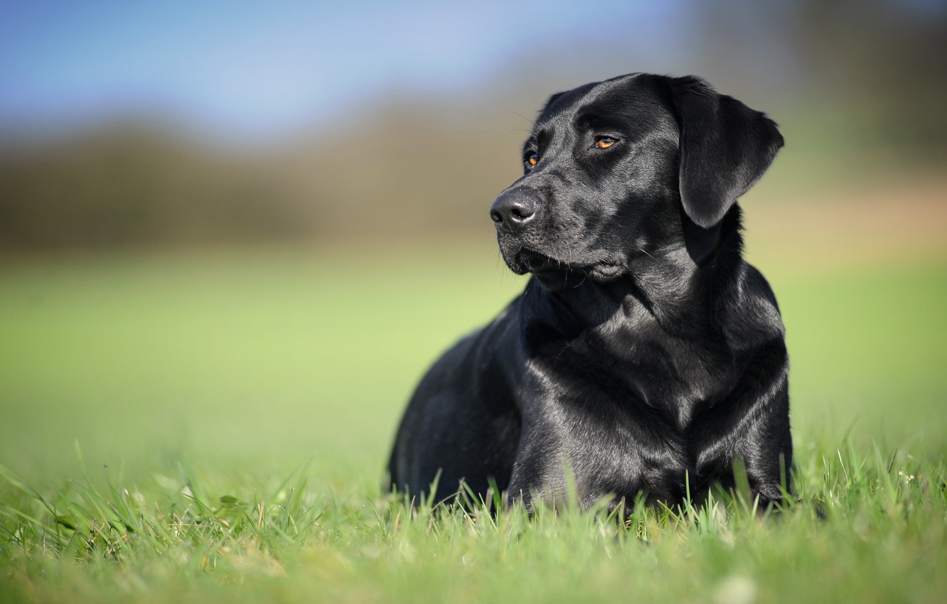 Labrador Backgrounds