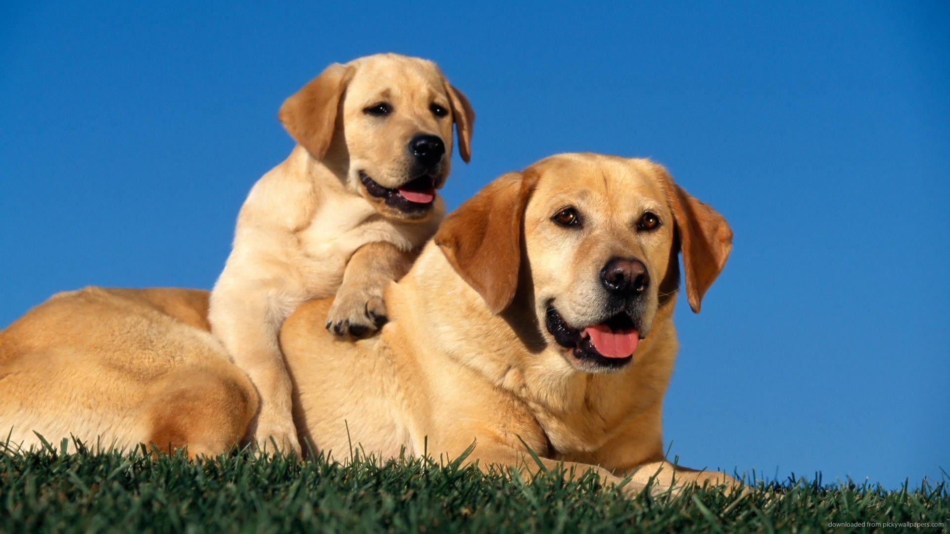 Labrador Backgrounds