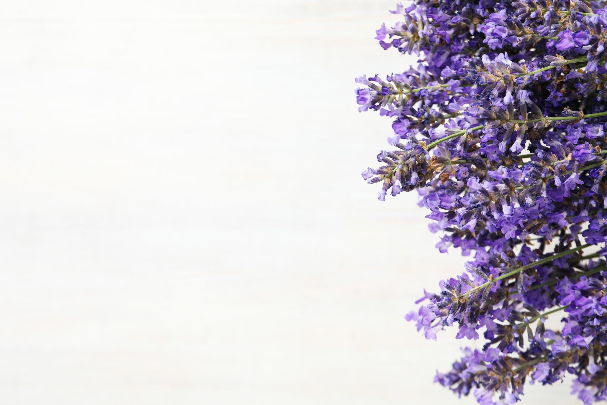 Lavender Flower Backgrounds