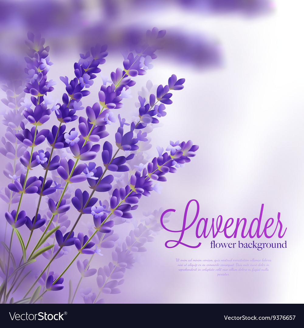 Lavender Flower Backgrounds