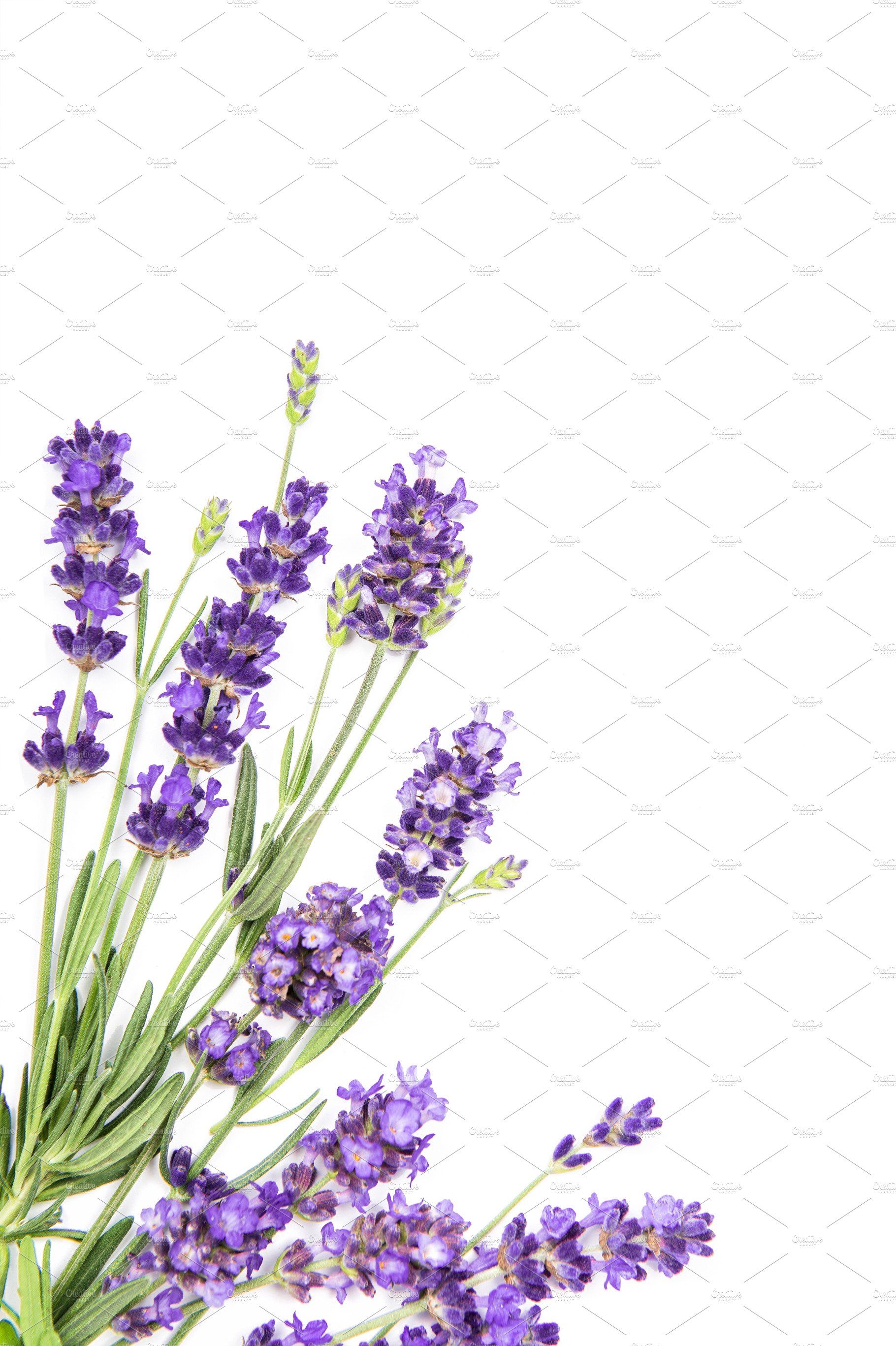 Lavender Flower Backgrounds