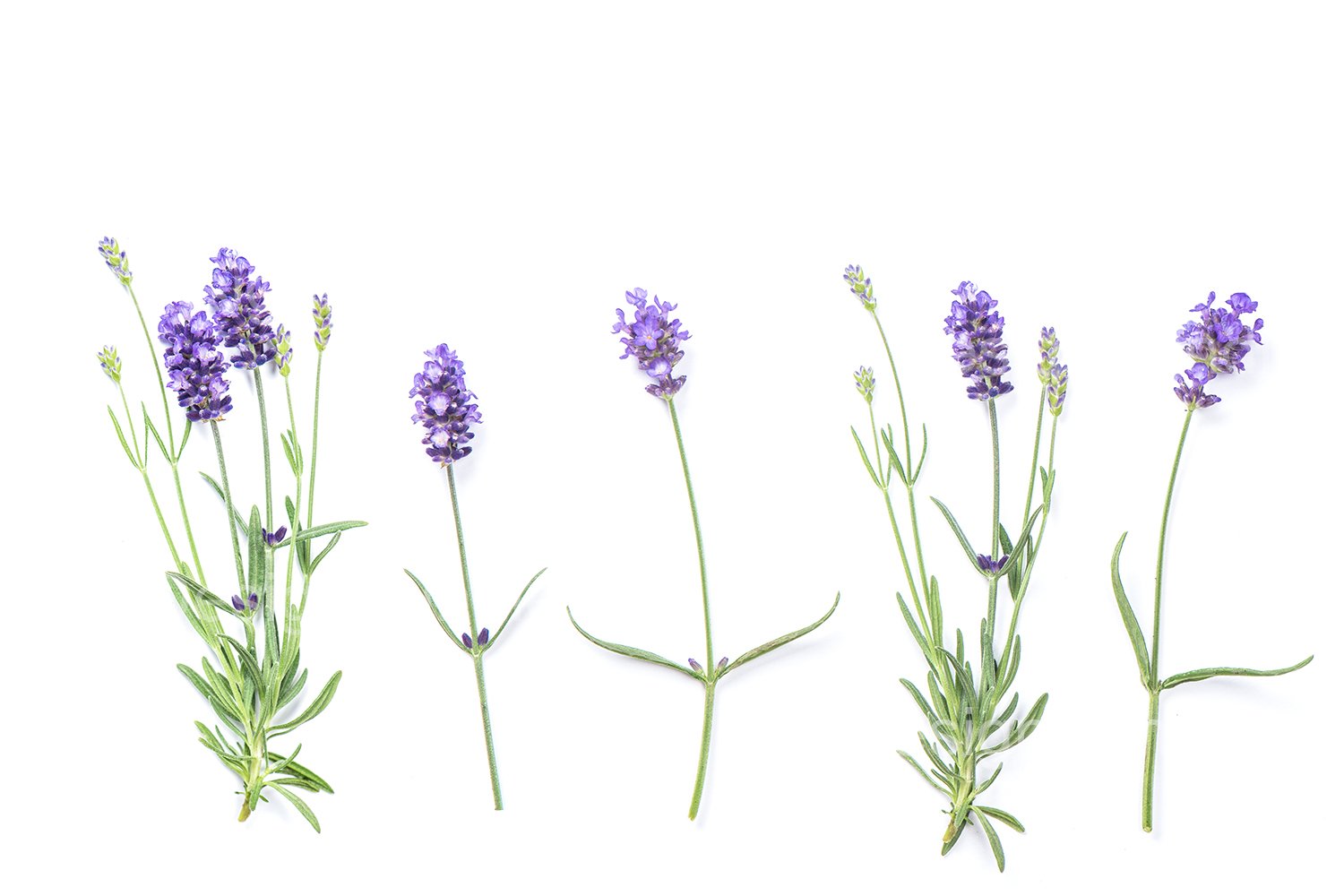 Lavender Flower Backgrounds