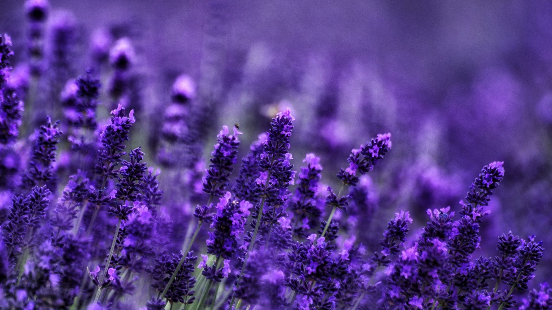 Lavender Flower Backgrounds