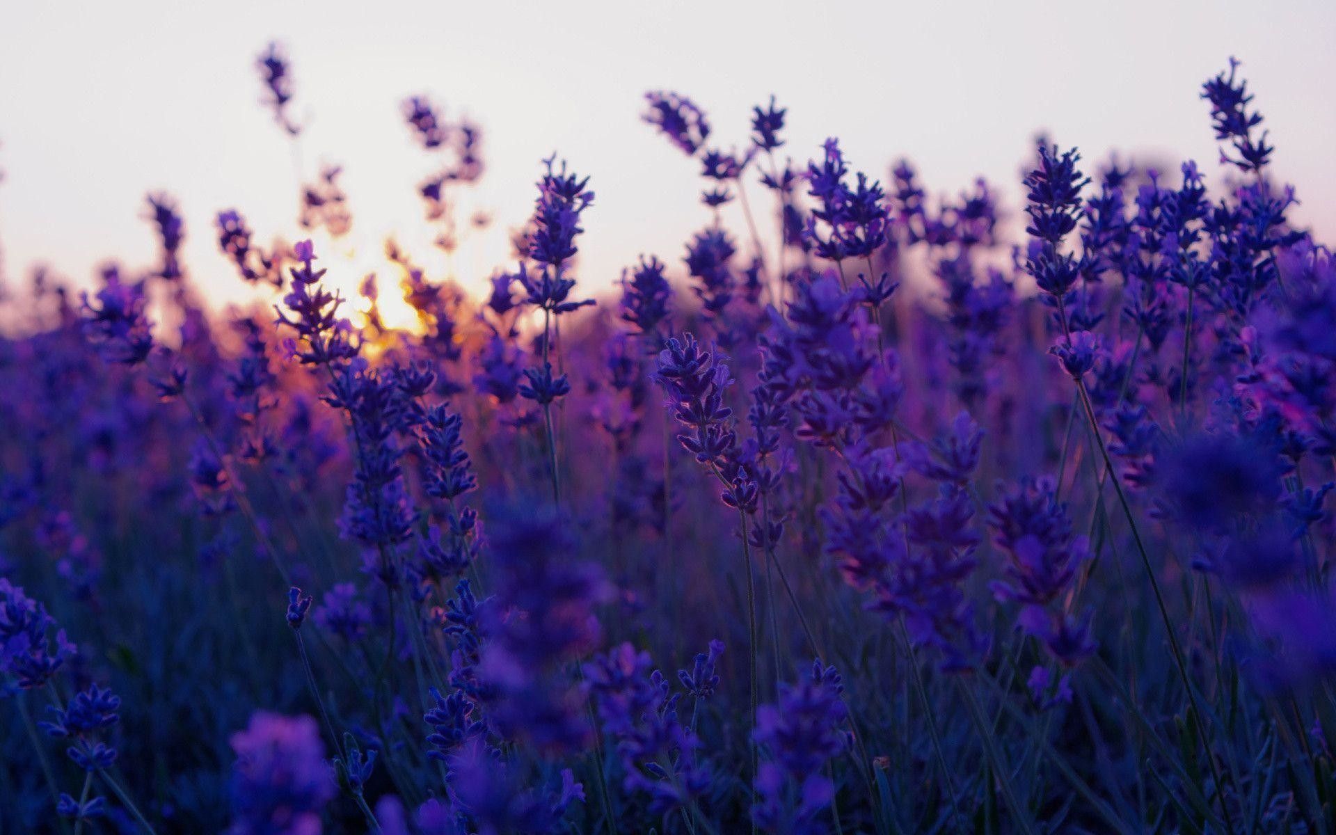 Lavender Flower Backgrounds