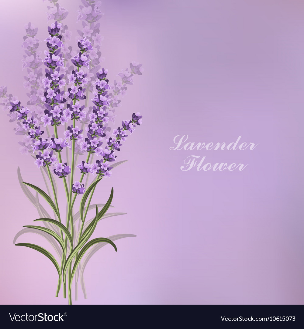 Lavender Flower Backgrounds