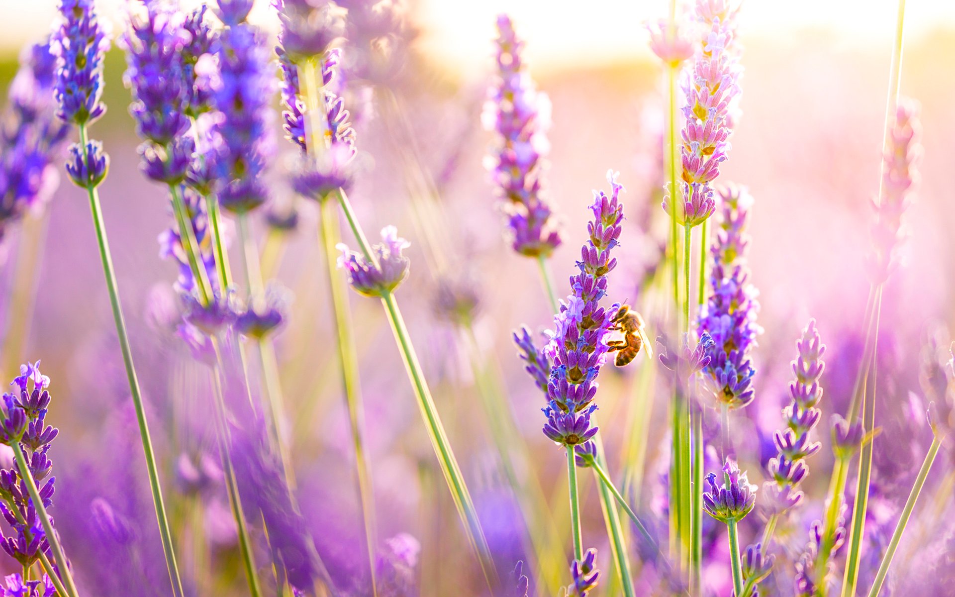 Lavender Flower Backgrounds