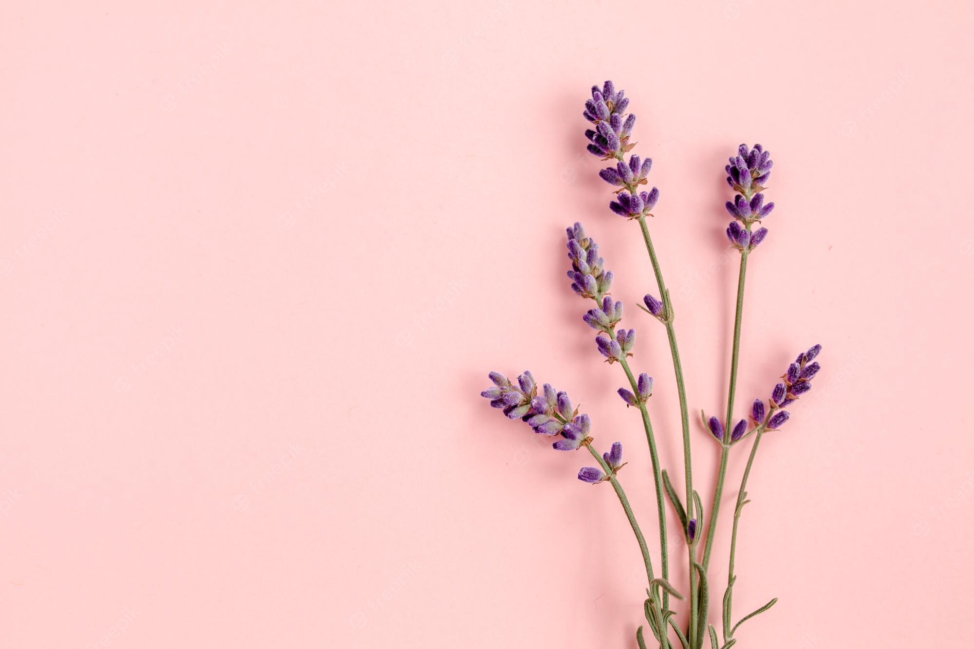 Lavender Flower Backgrounds