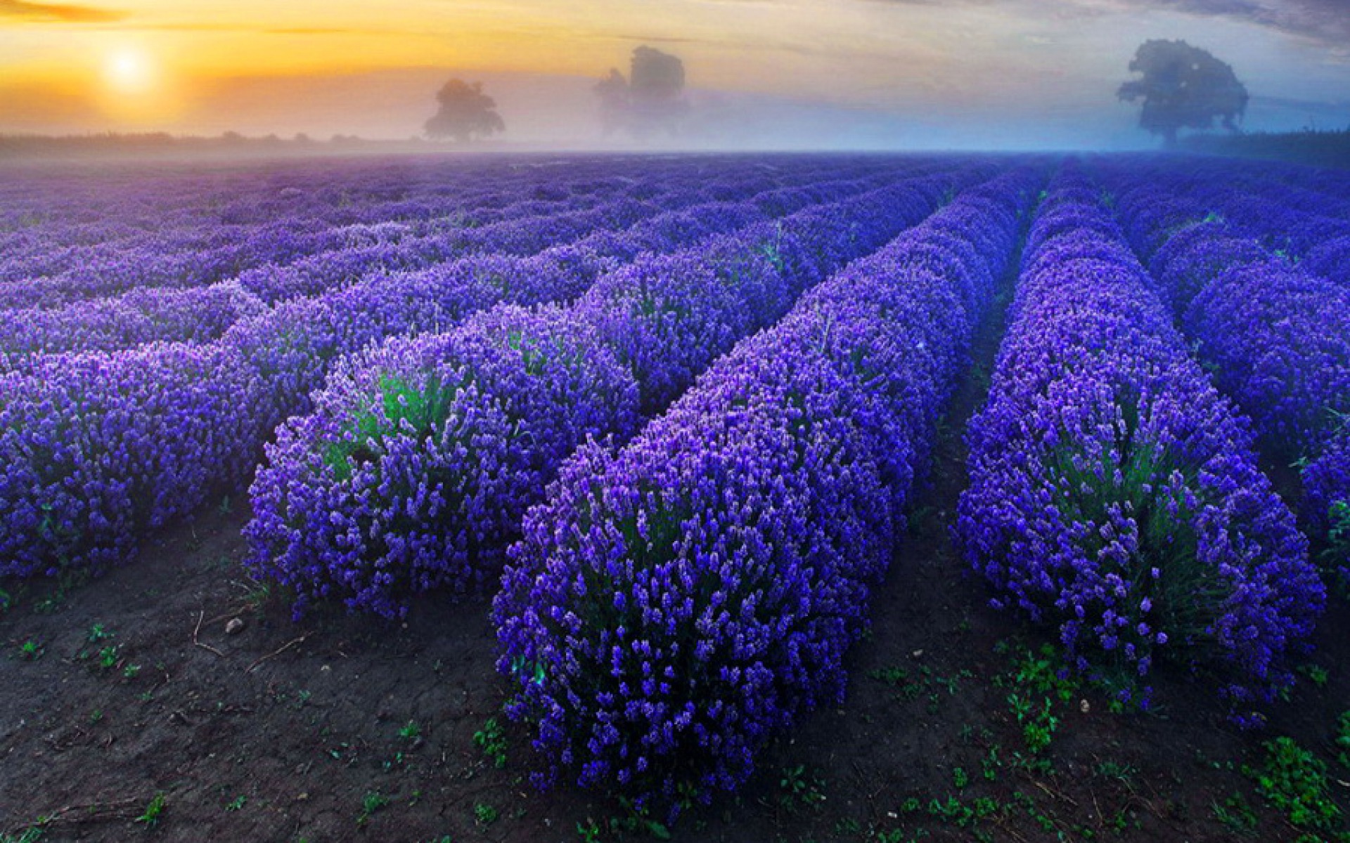 Lavender Flower Backgrounds