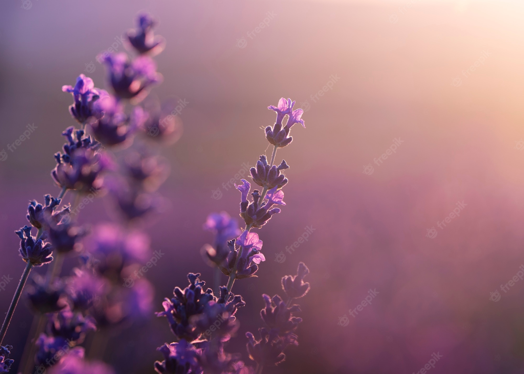 Lavender Flower Backgrounds