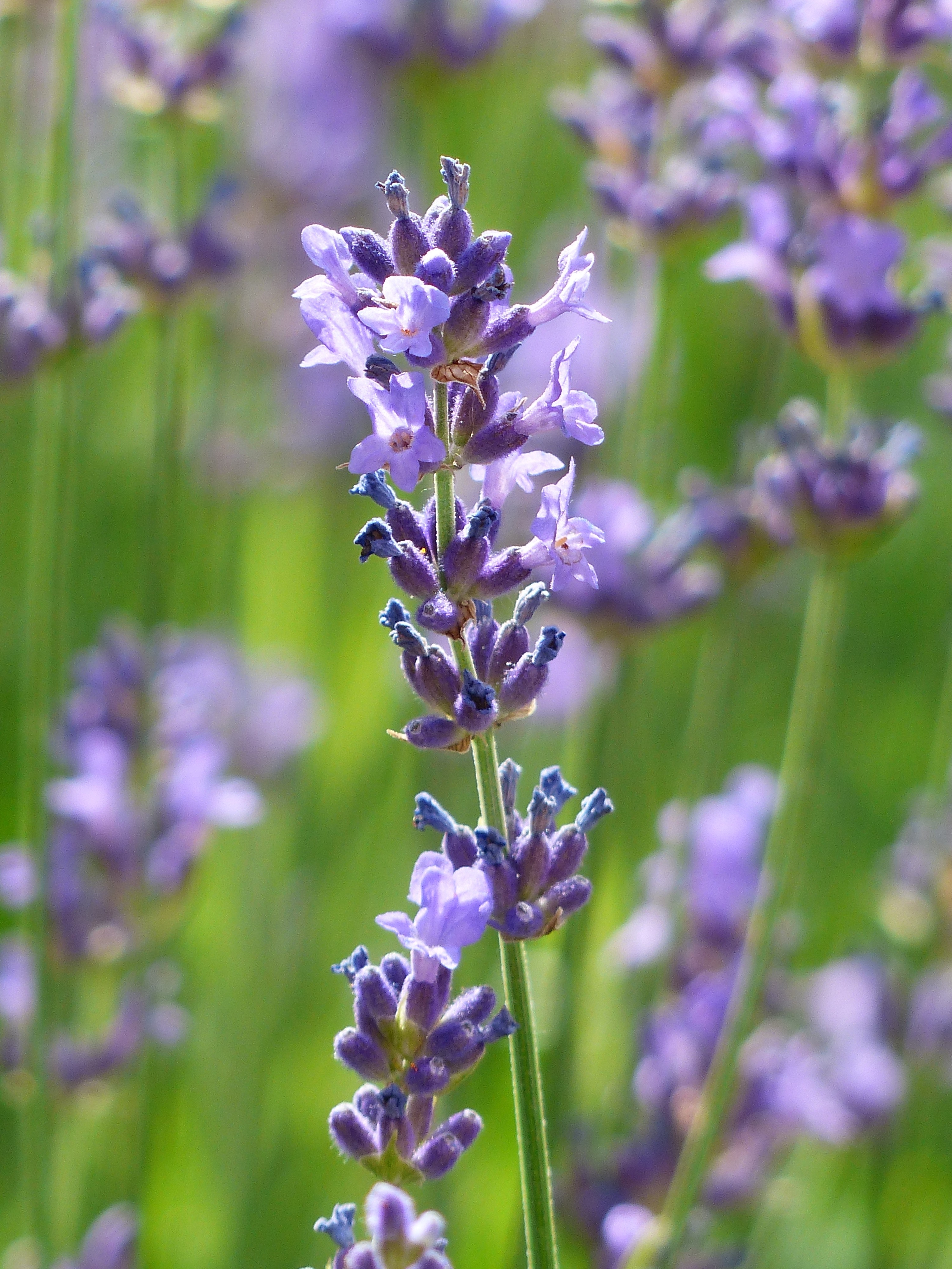 Lavender Flower Backgrounds