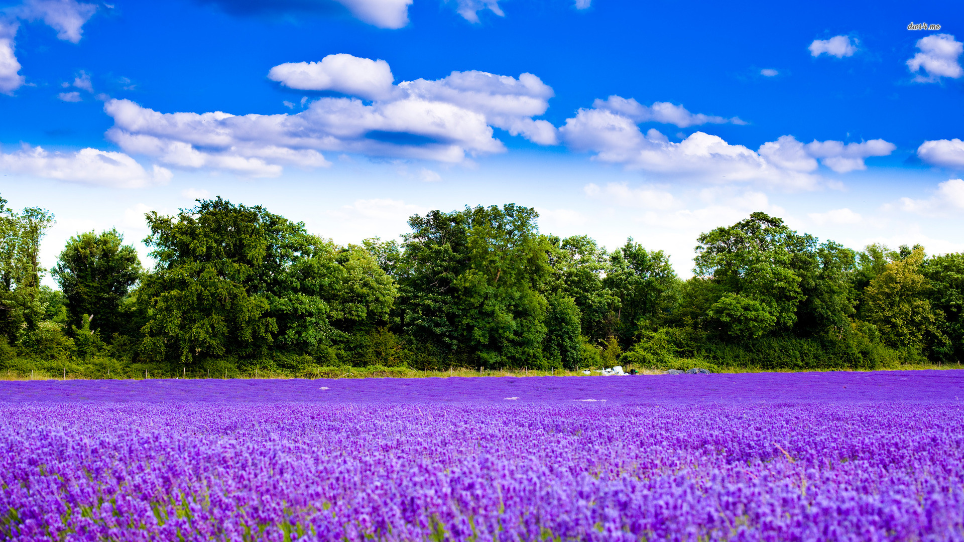 Lavender Flower Backgrounds