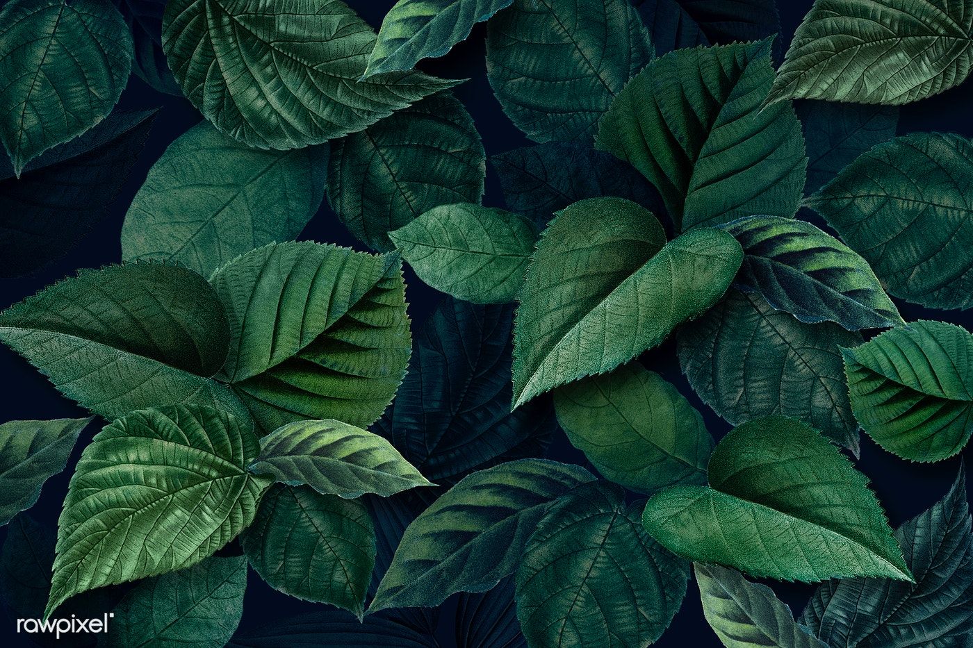 Leaf Texture Background