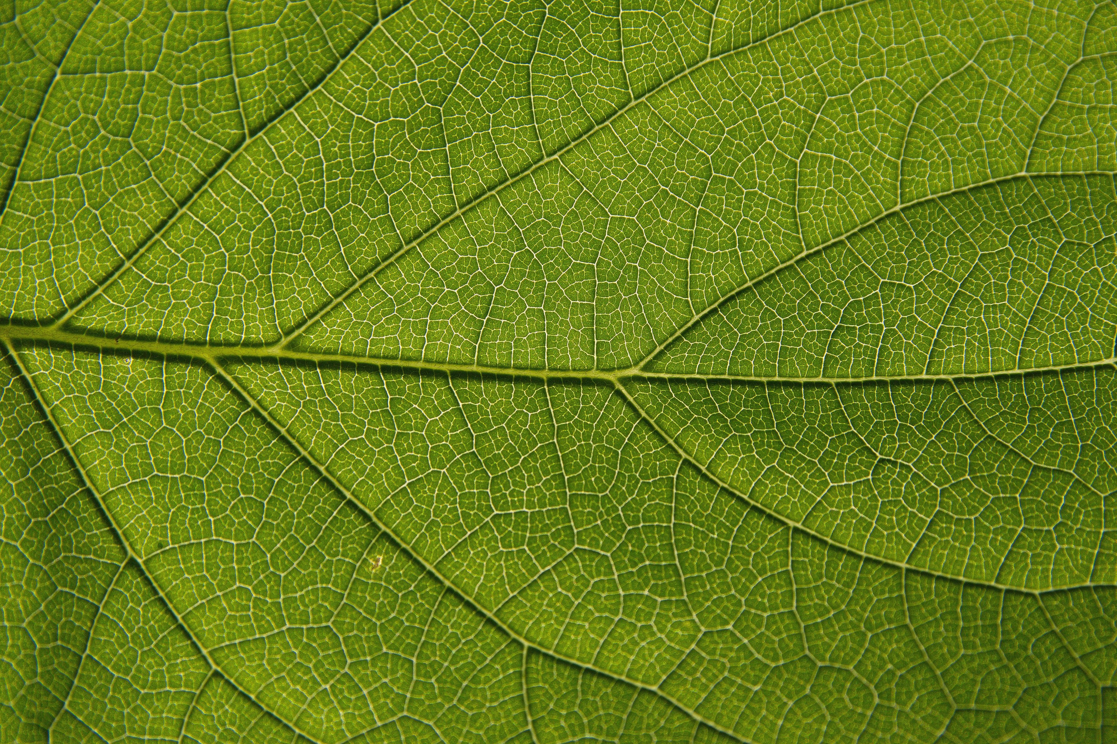 Leaf Texture Background