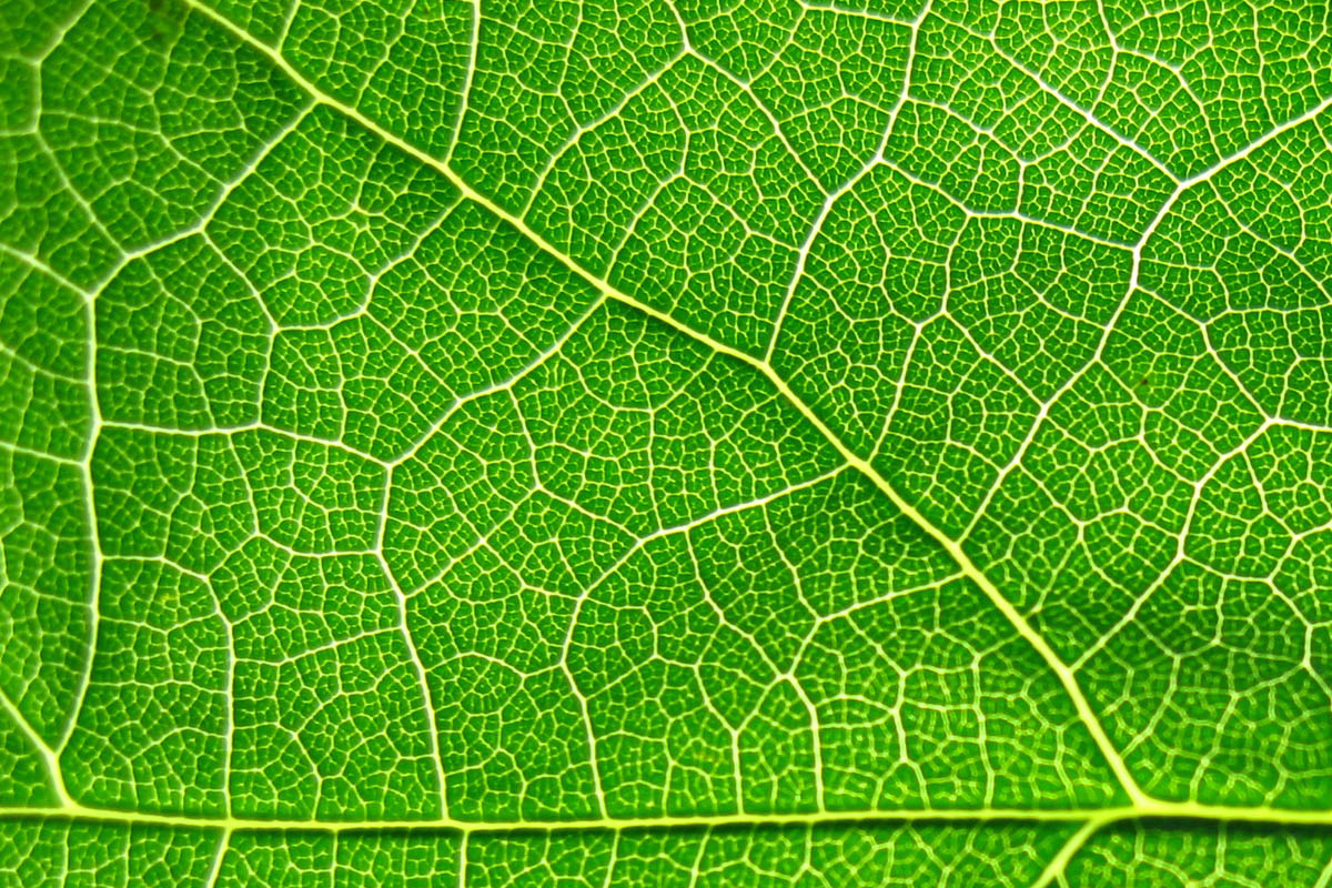 Leaf Texture Background