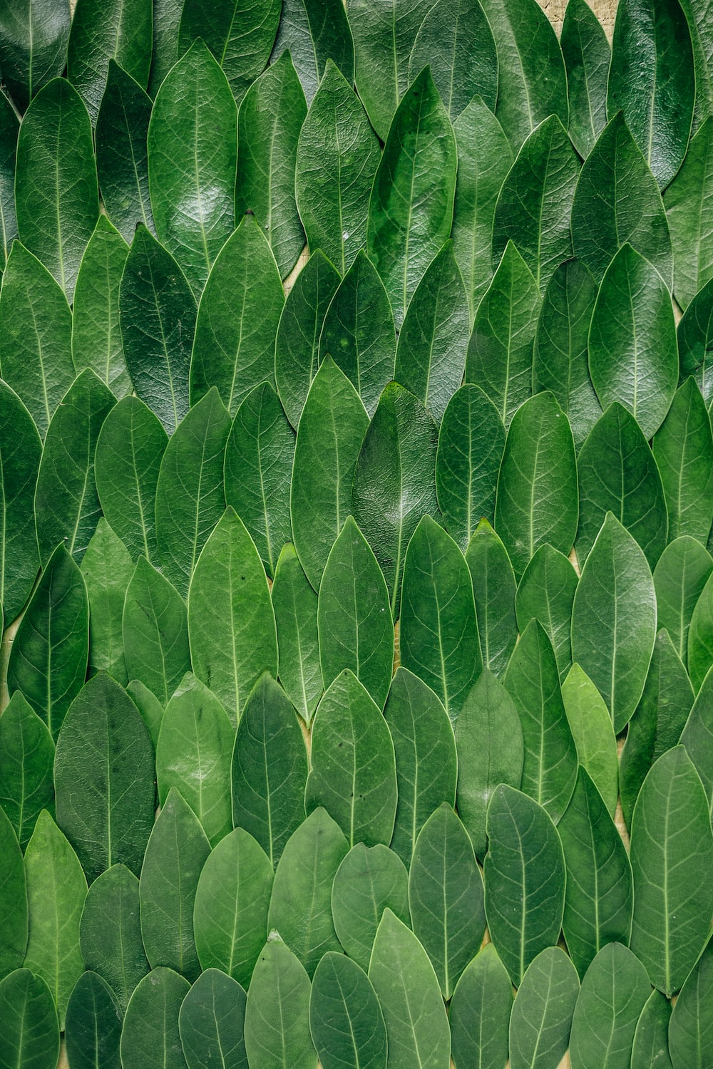 Leaf Texture Background