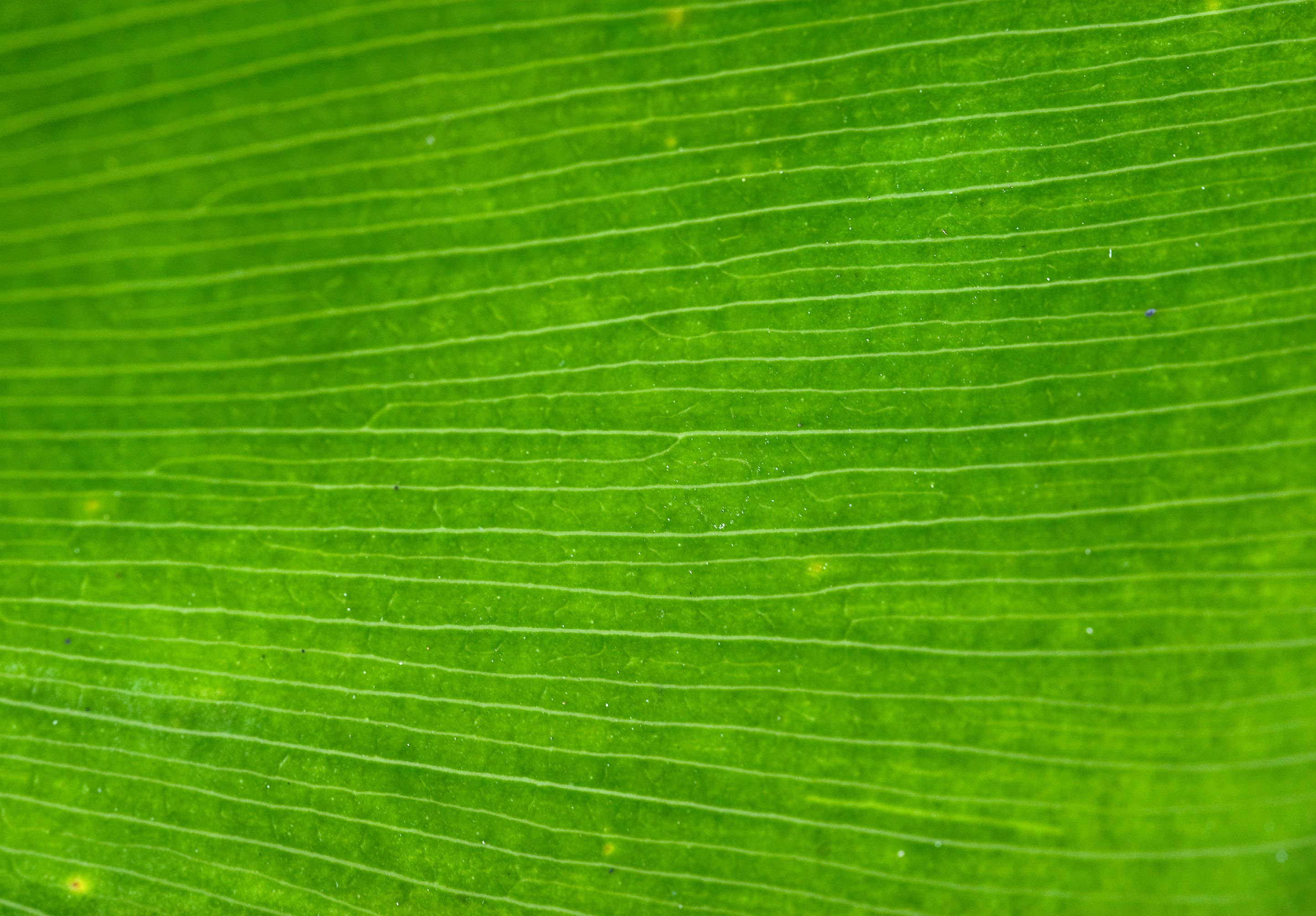 Leaf Texture Background