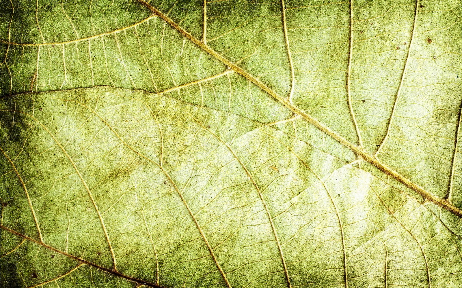 Leaf Texture Background