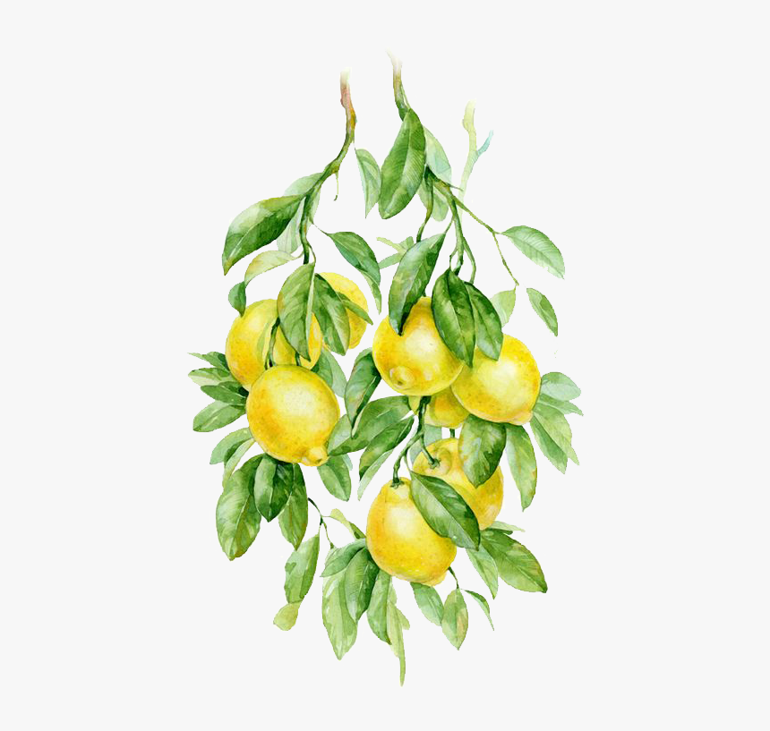 Lemon Watercolor Background