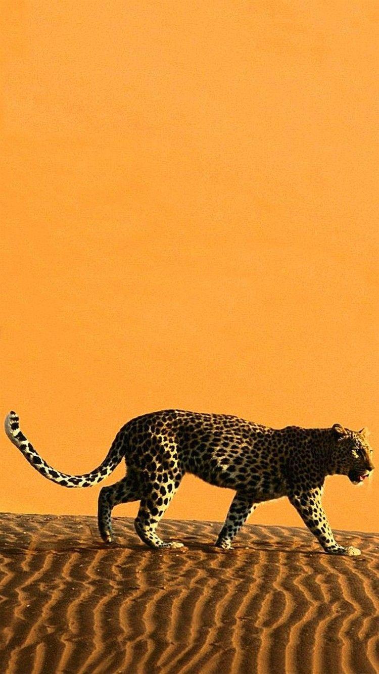 Leopard Background Iphone