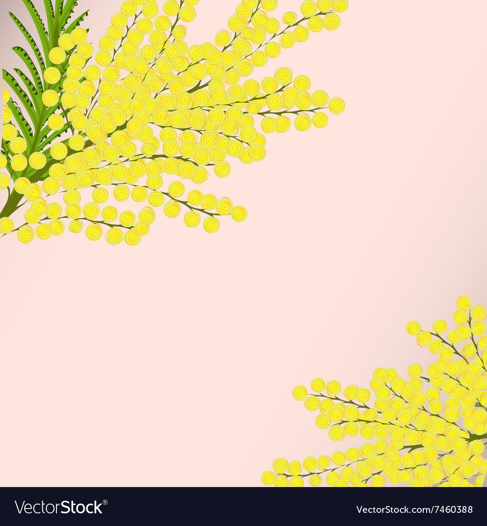 Mimosa Background