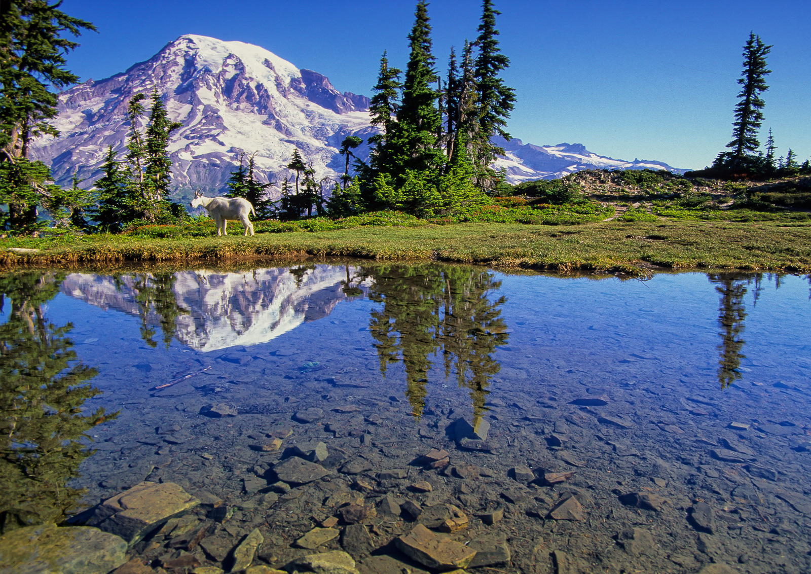 Mount Rainier Zoom Background