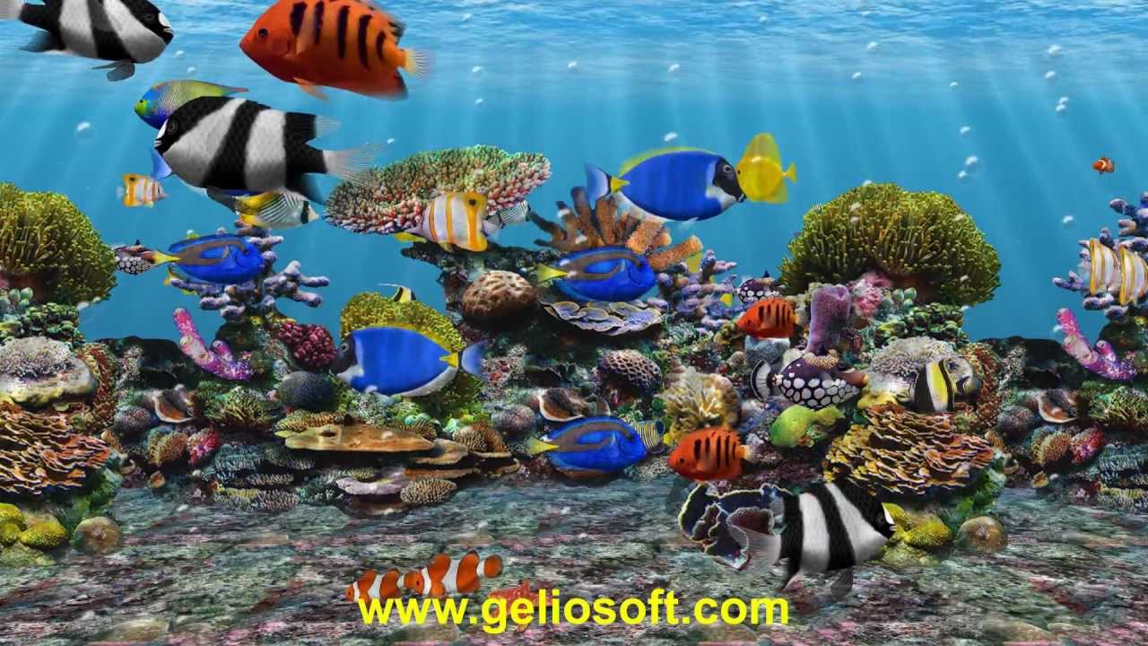 Moving Fish Background