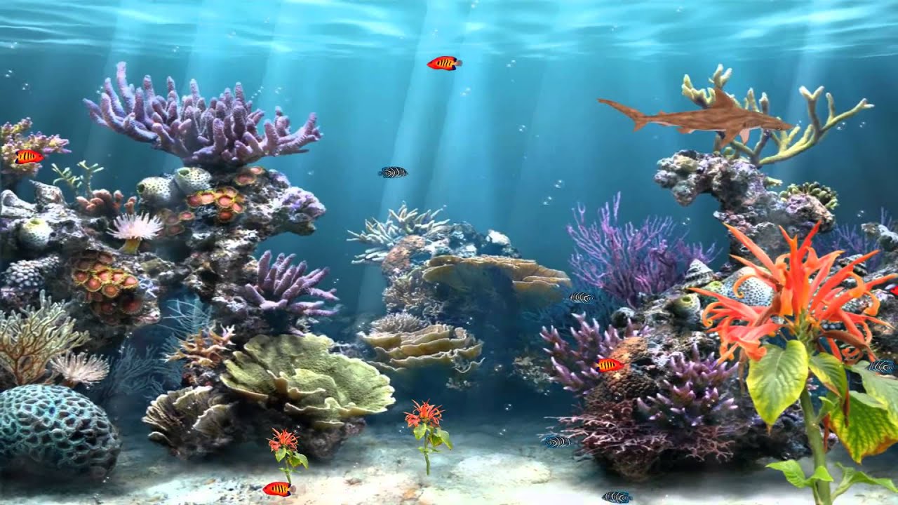 Moving Fish Background