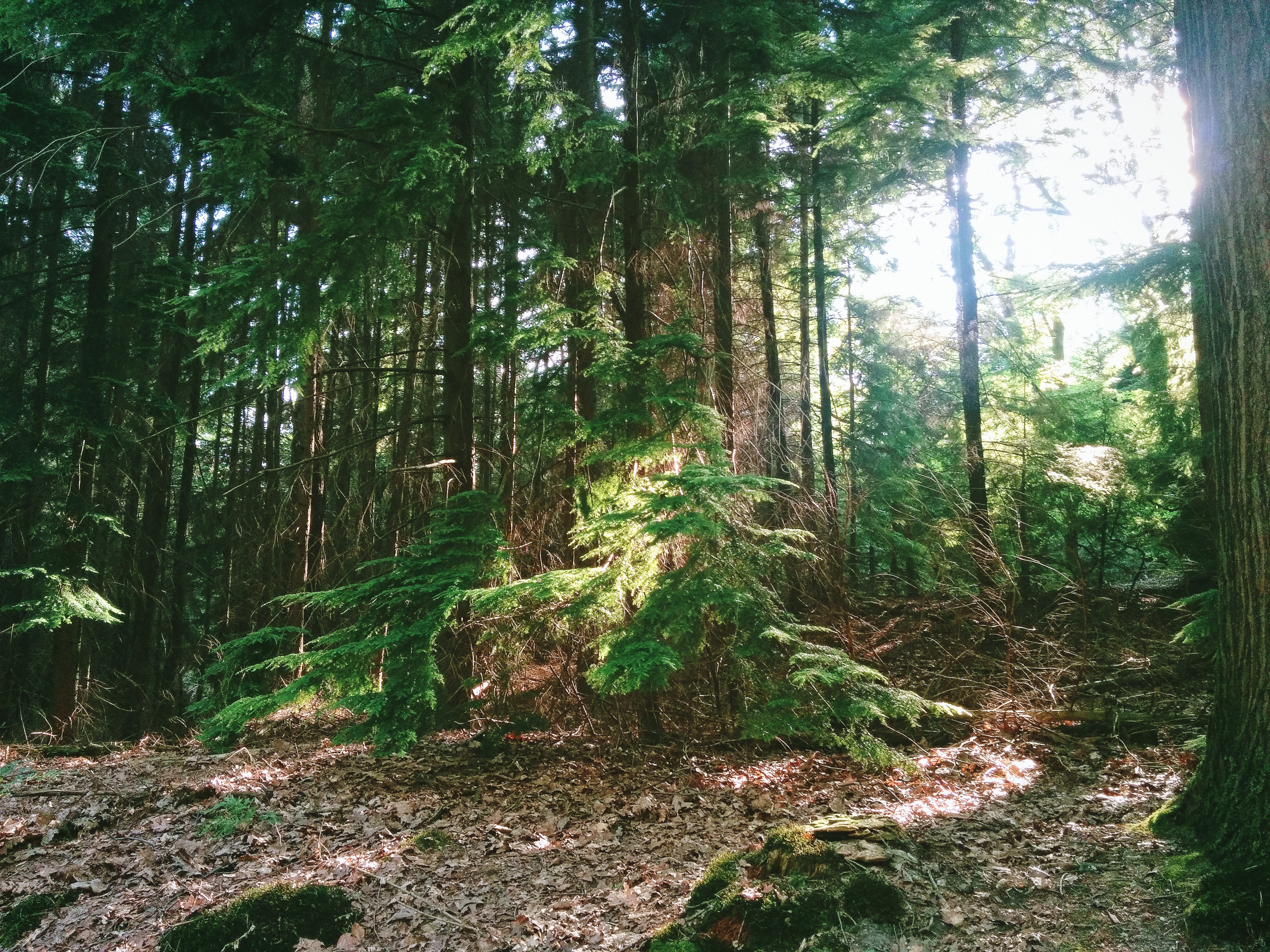 Mystical Forest Background