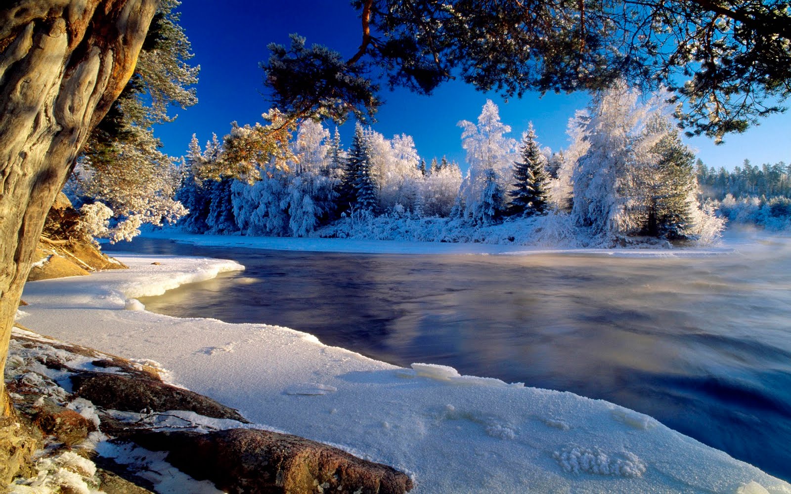 Nature Background Winter