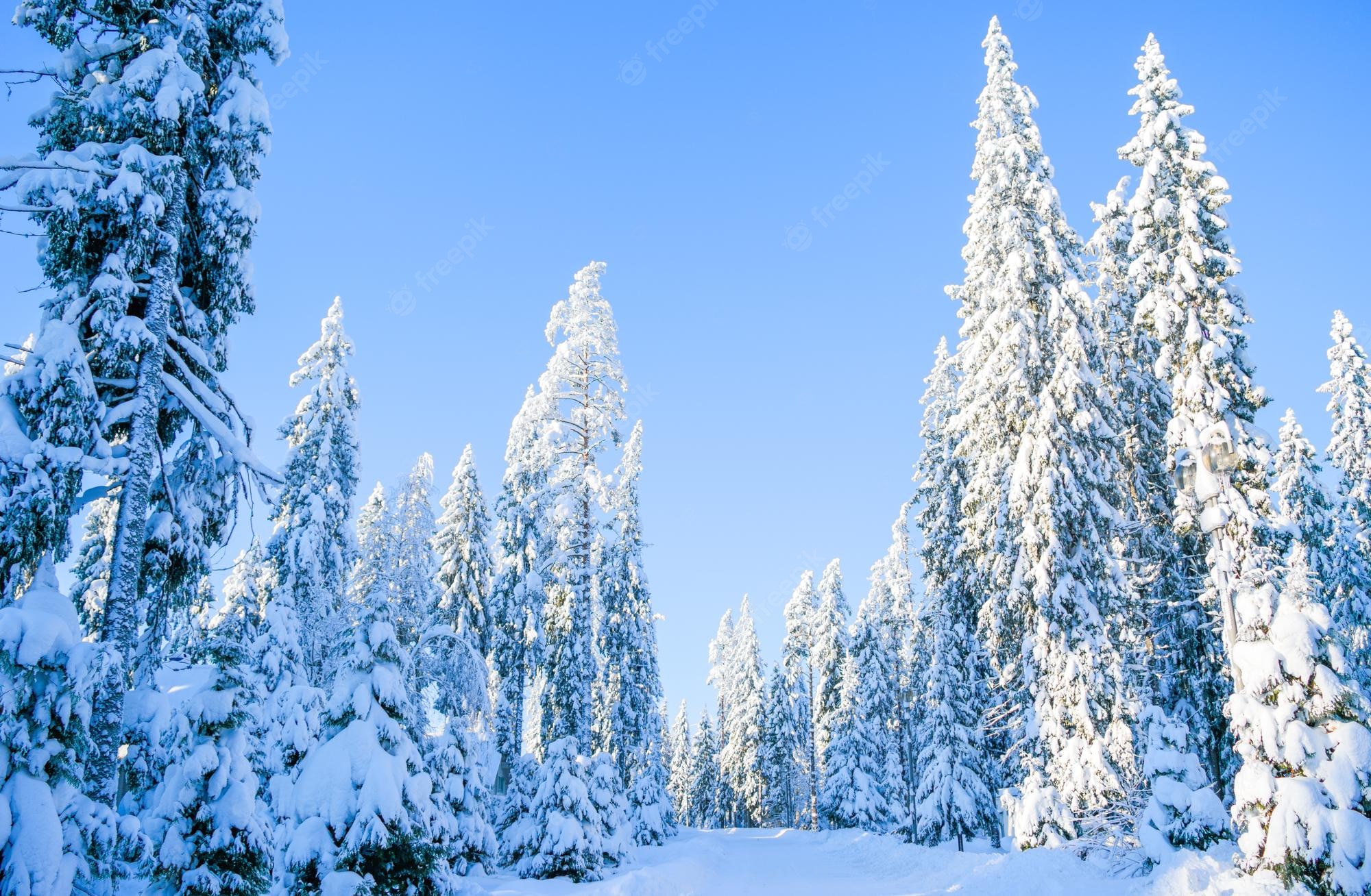 Nature Background Winter