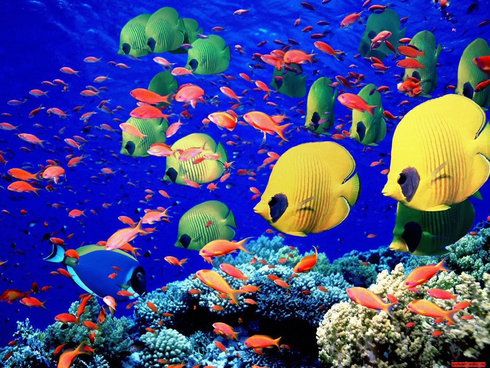 Ocean Life Background