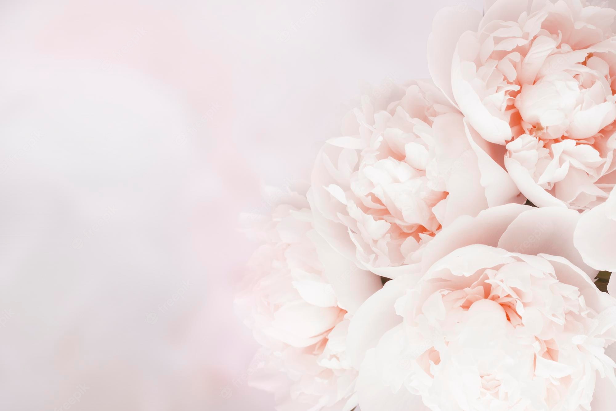 Peony Background